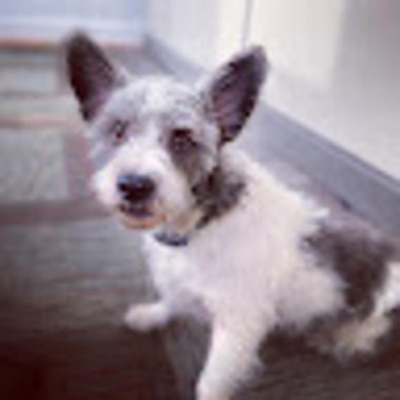 Meet your Posher, Elizabeth - Picture 1 of 1